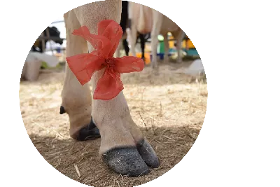 Italmas Hoof